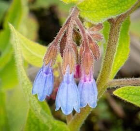 Kostival blankytný - Symphytum azureum