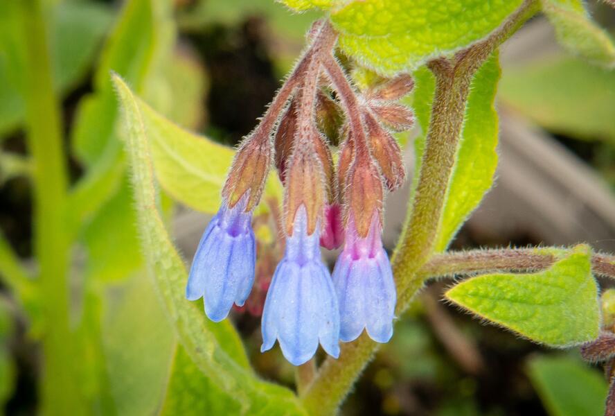 Kostival blankytný - Symphytum azureum
