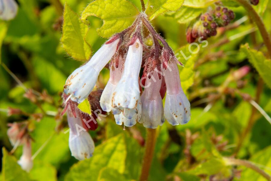 Kostival velkokvětý  'Hidcote Blue' - Symphytum grandiflorum 'Hidcote Blue'