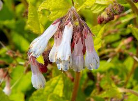 Kostival velkokvětý 'Hidcote Blue' - Symphytum grandiflorum 'Hidcote Blue'