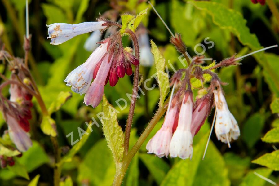 Kostival velkokvětý  'Hidcote Blue' - Symphytum grandiflorum 'Hidcote Blue'