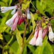 Kostival velkokvětý  'Hidcote Blue' - Symphytum grandiflorum 'Hidcote Blue'