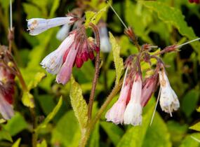 Kostival velkokvětý 'Hidcote Blue' - Symphytum grandiflorum 'Hidcote Blue'