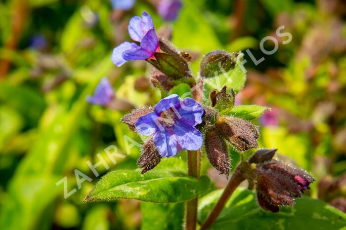 Plicník skvrnitý 'Lewis Palmer' - Pulmonaria saccharata 'Lewis Palmer'
