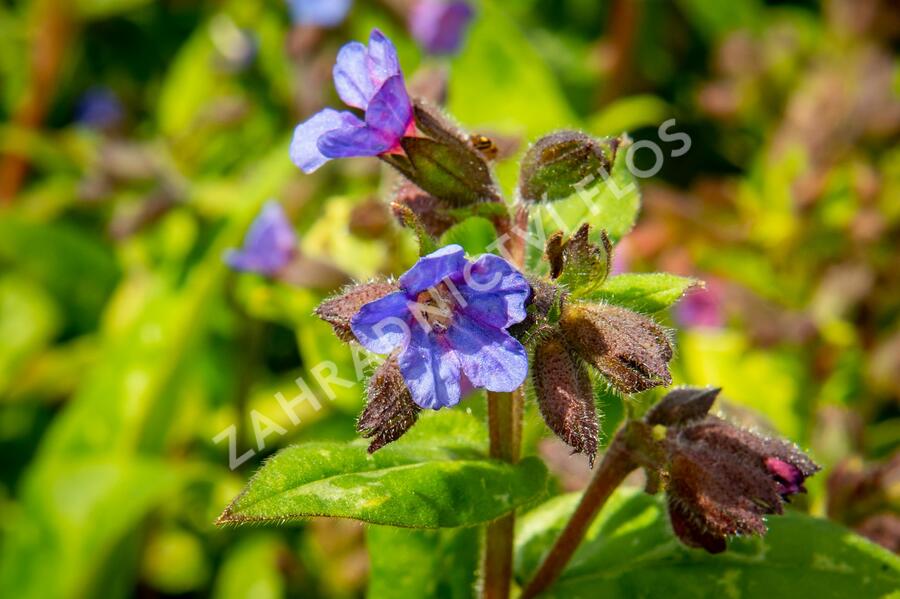 Plicník skvrnitý 'Lewis Palmer' - Pulmonaria saccharata 'Lewis Palmer'