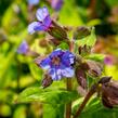 Plicník skvrnitý 'Lewis Palmer' - Pulmonaria saccharata 'Lewis Palmer'