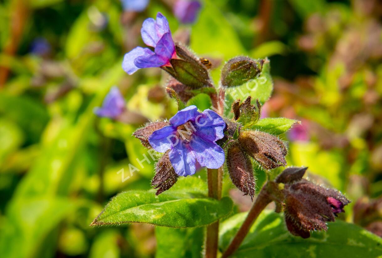 Plicník skvrnitý 'Lewis Palmer' - Pulmonaria saccharata 'Lewis Palmer'