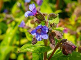Plicník skvrnitý 'Lewis Palmer' - Pulmonaria saccharata 'Lewis Palmer'