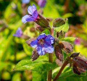 Plicník skvrnitý 'Lewis Palmer' - Pulmonaria saccharata 'Lewis Palmer'