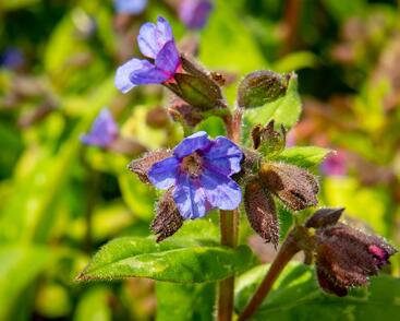 Plicník skvrnitý 'Lewis Palmer'