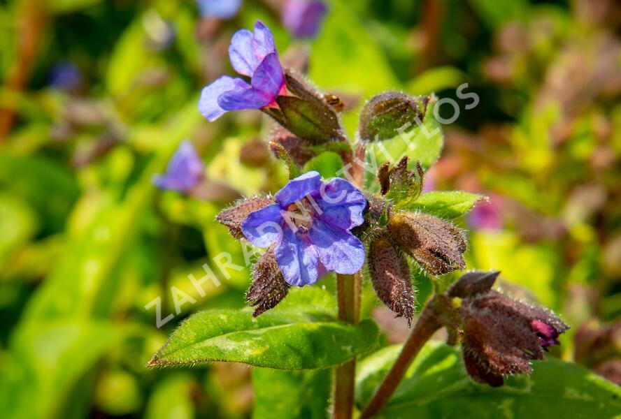 Plicník skvrnitý 'Lewis Palmer' - Pulmonaria saccharata 'Lewis Palmer'