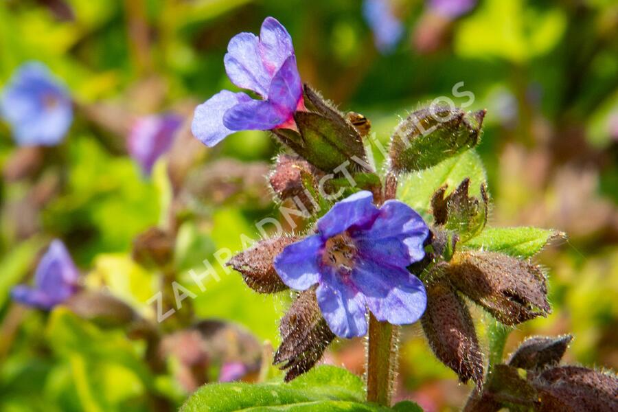Plicník skvrnitý 'Lewis Palmer' - Pulmonaria saccharata 'Lewis Palmer'