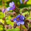 Plicník skvrnitý 'Lewis Palmer' - Pulmonaria saccharata 'Lewis Palmer'