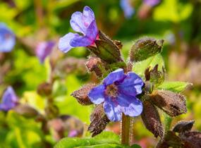 Plicník skvrnitý 'Lewis Palmer' - Pulmonaria saccharata 'Lewis Palmer'