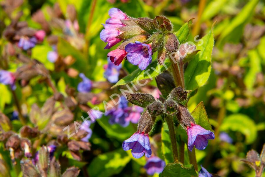 Plicník skvrnitý 'Lewis Palmer' - Pulmonaria saccharata 'Lewis Palmer'
