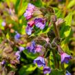 Plicník skvrnitý 'Lewis Palmer' - Pulmonaria saccharata 'Lewis Palmer'