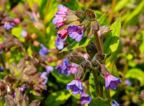 Plicník skvrnitý 'Lewis Palmer' - Pulmonaria saccharata 'Lewis Palmer'