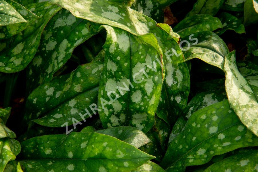 Plicník skvrnitý 'Lewis Palmer' - Pulmonaria saccharata 'Lewis Palmer'