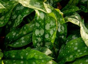 Plicník skvrnitý 'Lewis Palmer' - Pulmonaria saccharata 'Lewis Palmer'