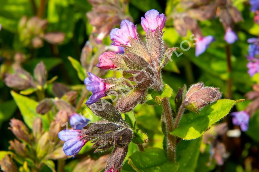 Plicník skvrnitý 'Lewis Palmer' - Pulmonaria saccharata 'Lewis Palmer'