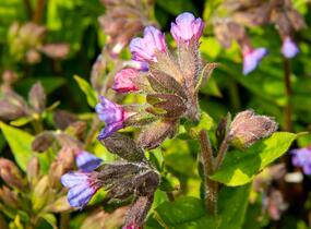 Plicník skvrnitý 'Lewis Palmer' - Pulmonaria saccharata 'Lewis Palmer'