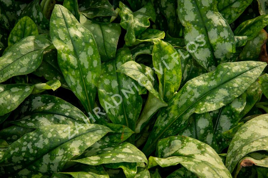 Plicník skvrnitý 'Lewis Palmer' - Pulmonaria saccharata 'Lewis Palmer'