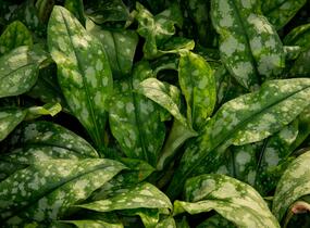 Plicník skvrnitý 'Lewis Palmer' - Pulmonaria saccharata 'Lewis Palmer'