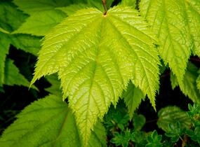 Javor pensylvánský - Acer pensylvanicum