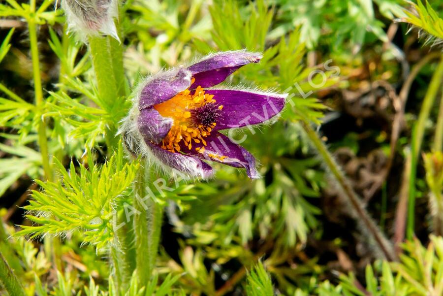 Koniklec obecný 'Bells Violet' - Pulsatilla vulgaris 'Bells Violet'