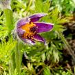 Koniklec obecný 'Bells Violet' - Pulsatilla vulgaris 'Bells Violet'