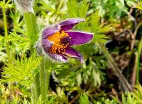 Koniklec obecný 'Bells Violet' - Pulsatilla vulgaris 'Bells Violet'