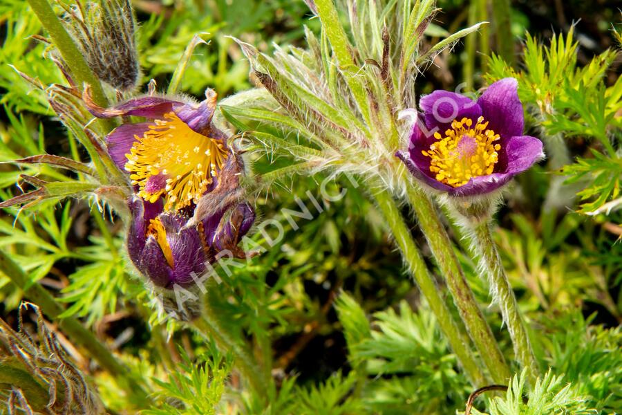 Koniklec obecný 'Bells Violet' - Pulsatilla vulgaris 'Bells Violet'