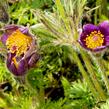 Koniklec obecný 'Bells Violet' - Pulsatilla vulgaris 'Bells Violet'