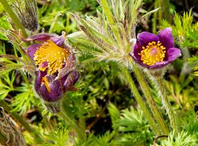 Koniklec obecný 'Bells Violet' - Pulsatilla vulgaris 'Bells Violet'