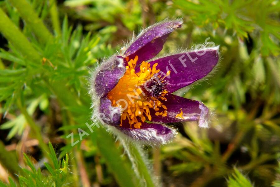 Koniklec obecný 'Bells Violet' - Pulsatilla vulgaris 'Bells Violet'