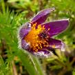 Koniklec obecný 'Bells Violet' - Pulsatilla vulgaris 'Bells Violet'