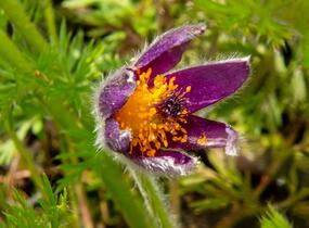 Koniklec obecný 'Bells Violet' - Pulsatilla vulgaris 'Bells Violet'