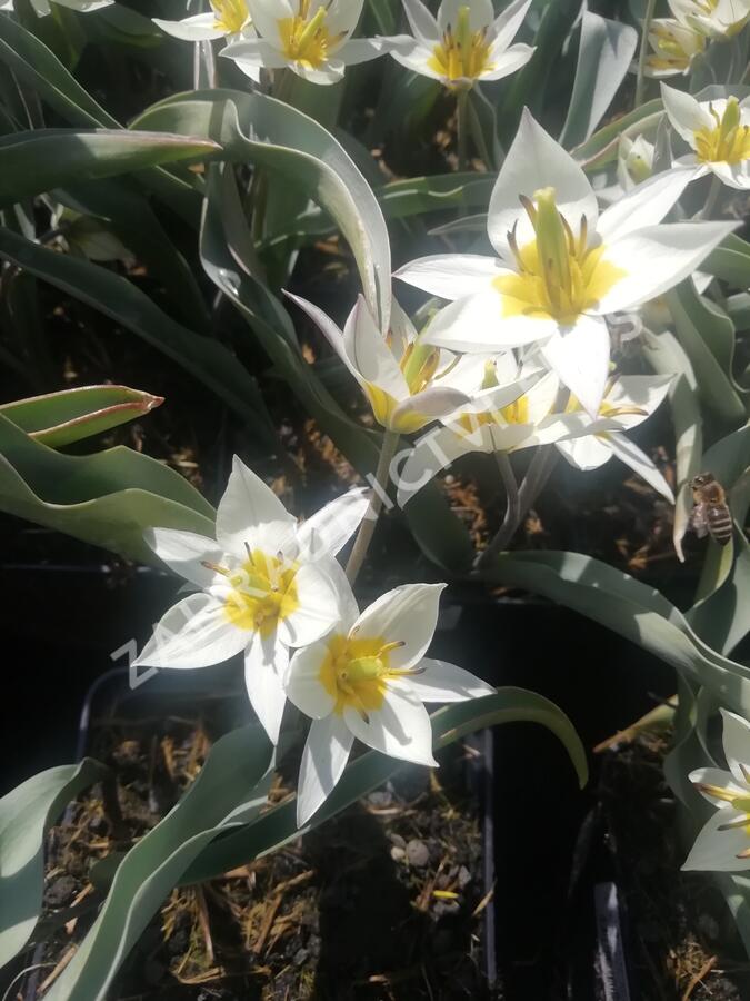 Tulipán botanický turkestanica - Tulipa turkestanica