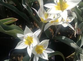 Tulipán botanický turkestanica - Tulipa turkestanica