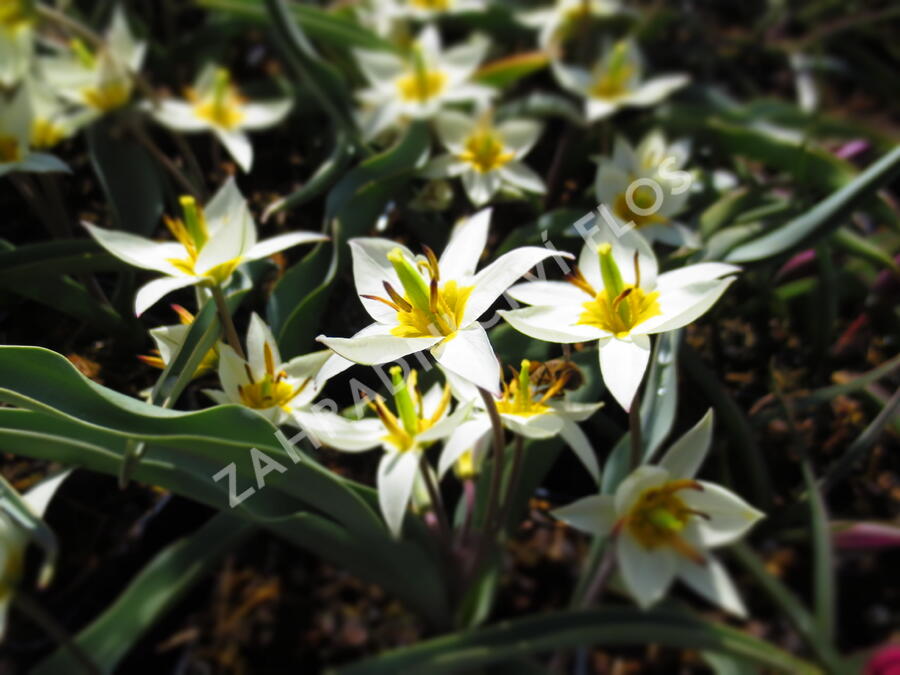 Tulipán botanický turkestanica - Tulipa turkestanica