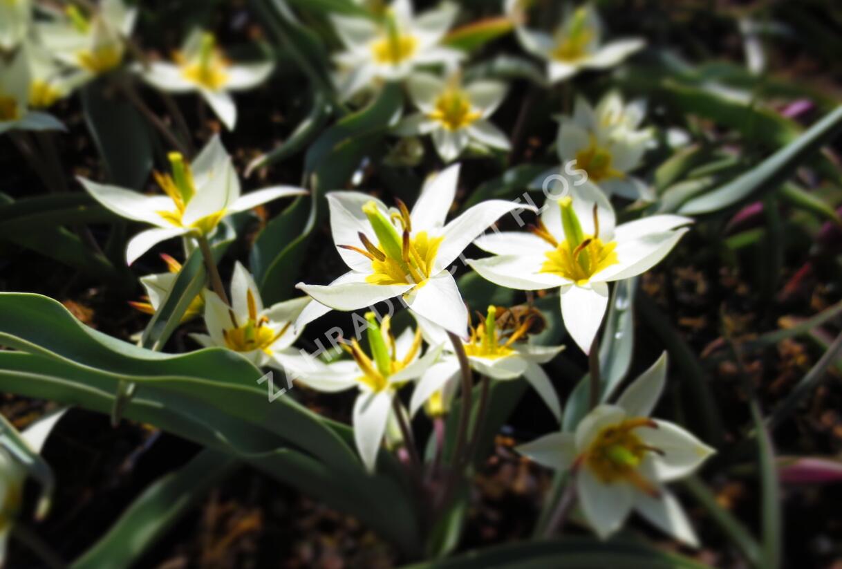 Tulipán botanický turkestanica - Tulipa turkestanica