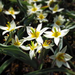 Tulipán botanický turkestanica - Tulipa turkestanica