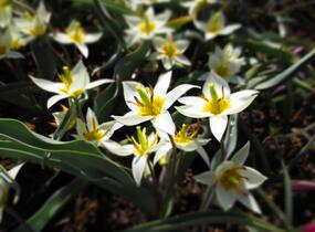 Tulipán botanický turkestanica - Tulipa turkestanica