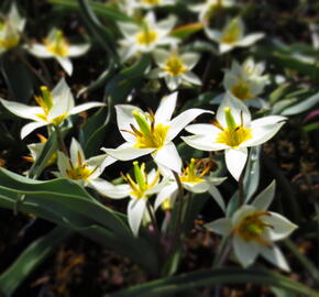Tulipán botanický turkestanica - Tulipa turkestanica
