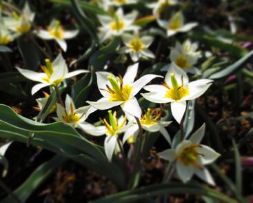 Tulipán botanický turkestanica