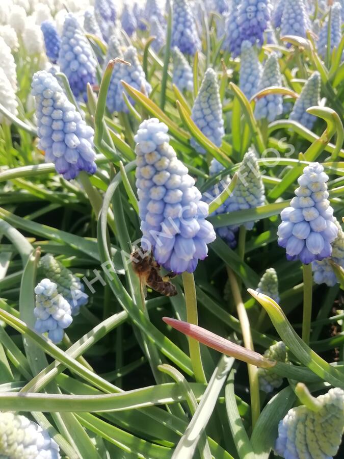 Modřenec arménský 'Valerie Finnis' - Muscari armeniacum 'Valerie Finnis'