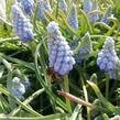 Modřenec arménský 'Valerie Finnis' - Muscari armeniacum 'Valerie Finnis'