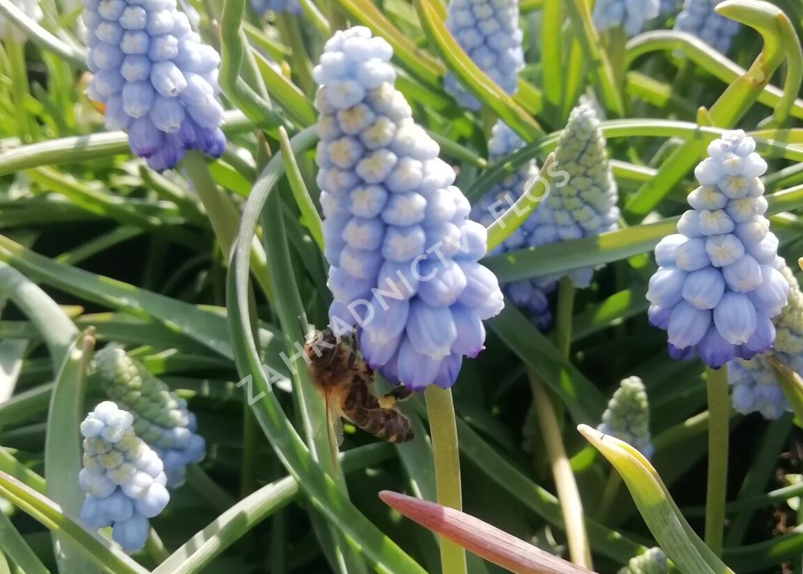 Modřenec arménský 'Valerie Finnis' - Muscari armeniacum 'Valerie Finnis'