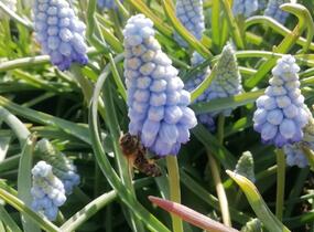 Modřenec arménský 'Valerie Finnis' - Muscari armeniacum 'Valerie Finnis'