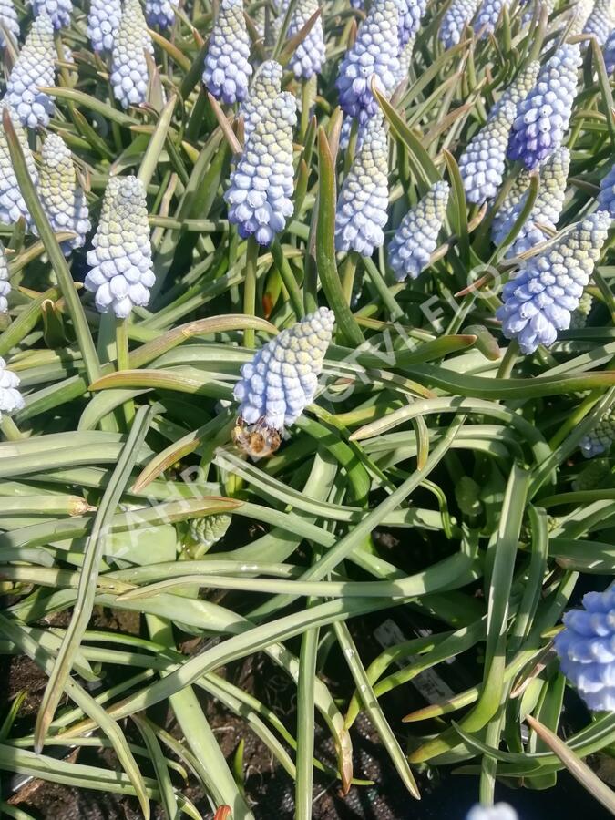 Modřenec arménský 'Valerie Finnis' - Muscari armeniacum 'Valerie Finnis'